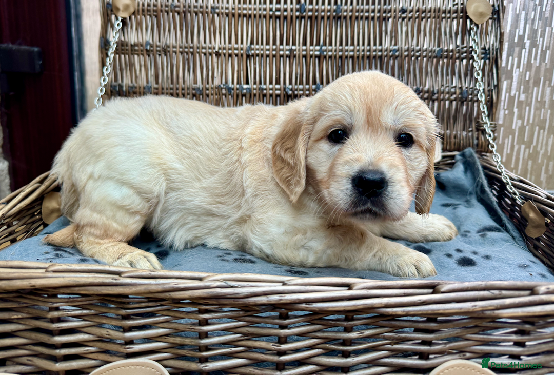 Golden Retriever dogs for sale: **LAST MALE** KC Reg Golden Retriever Puppies - Image 12