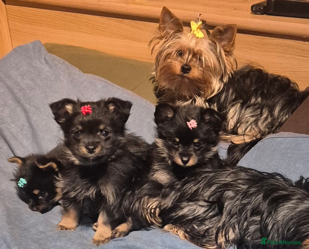 Mixed Breed dogs for sale: For sale Toy Yorkshire&Pomeranian mix boys  🐶  - Advert 5