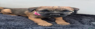 Pink Collar Girl