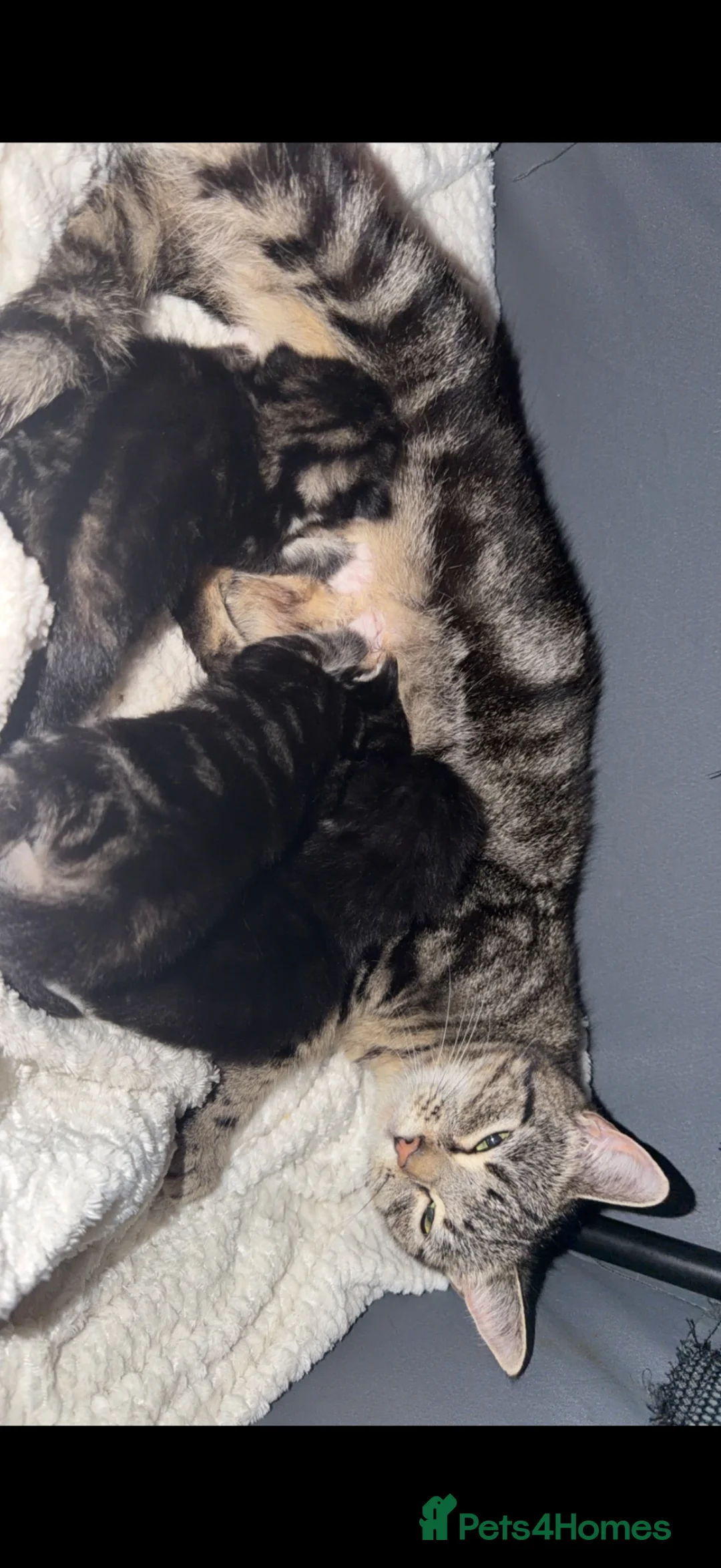Mixed Breed cats for sale: 3 beautiful kittens available  in London - Advert 9