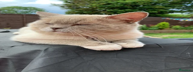 Mittens 