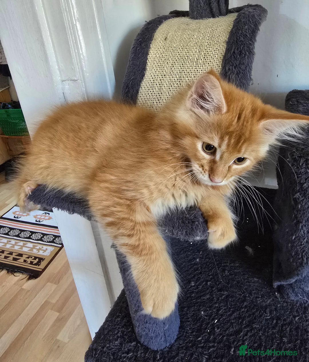 Maine Coon cats for sale: Maine coon kittens  - Image 4