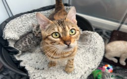 Bengal cats for sale: Unbelievably friendly TICA reg kittens  - Image 40