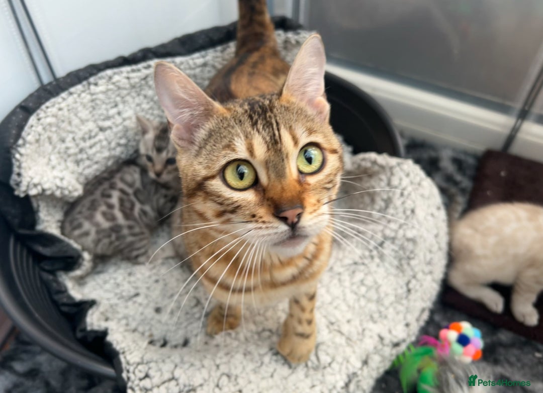 Bengal cats for sale: Unbelievably friendly TICA reg kittens  - Image 40