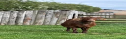 Goats livestock for sale: Female Boer Goat Looking For New Home - Advert 2
