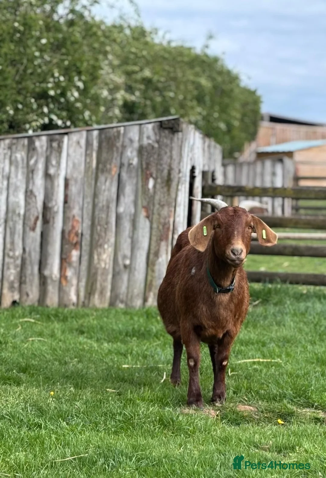 Goats livestock for sale: Female Boer Goat Looking For New Home - Advert 2