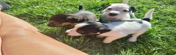Jack Russell dogs for sale: Jack russel puppies one boy left - Advert 29