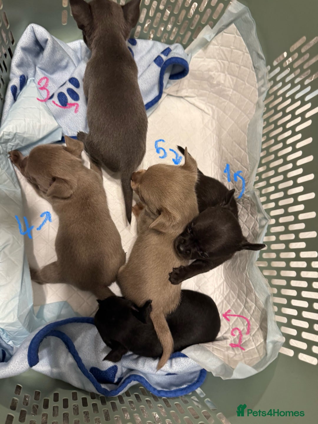 Chihuahua dogs for sale: KC Reg short-hair Chihuahua apple-headed puppies - Advert 2