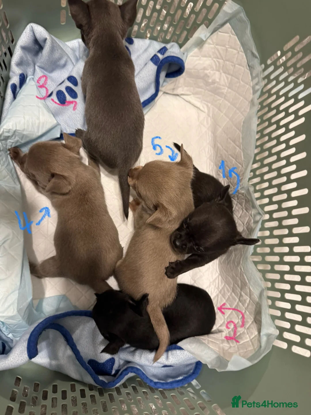 Chihuahua dogs for sale: KC Reg short-hair Chihuahua apple-headed puppies - Advert 13