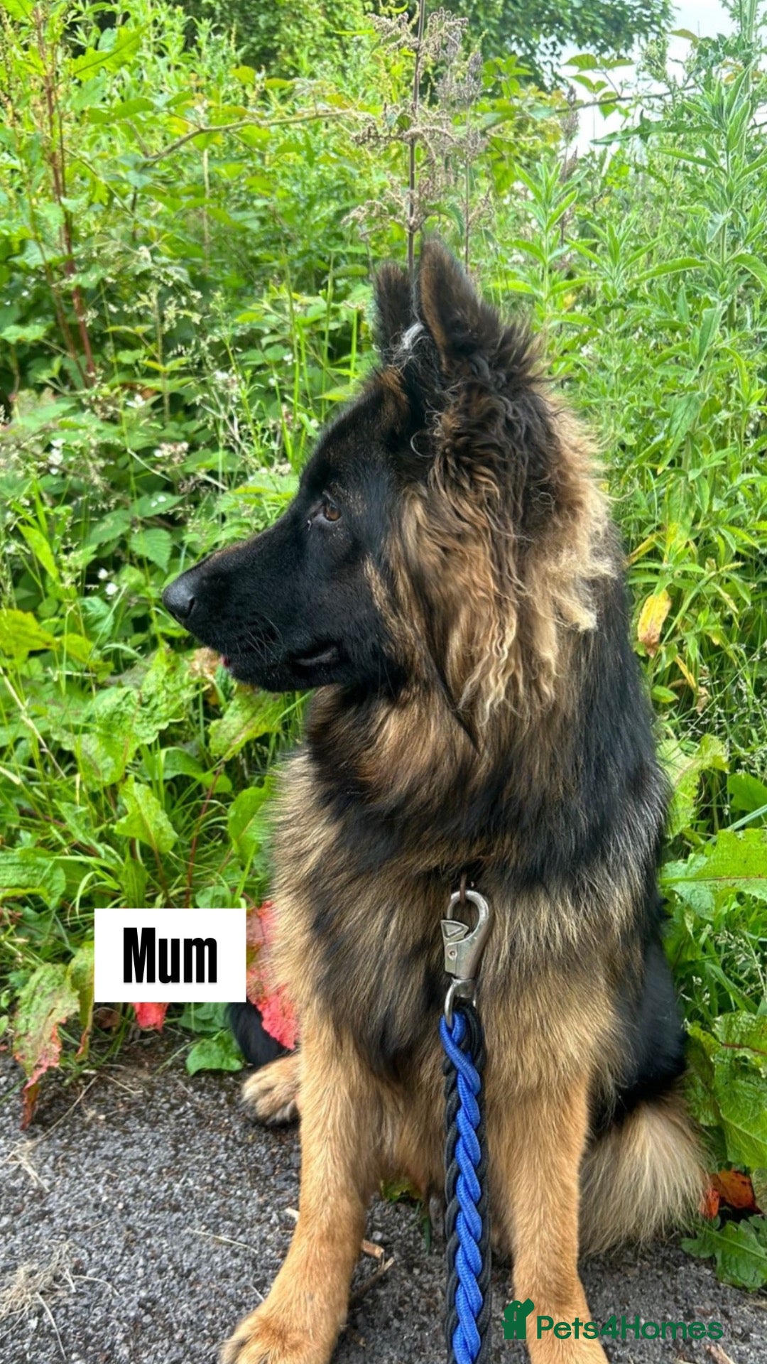 Mixed Breed dogs German shepherd x Belgian shepherd pups - Advert 6