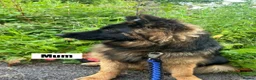 Mixed Breed dogs for sale: German shepherd x Belgian shepherd pups - Advert 1