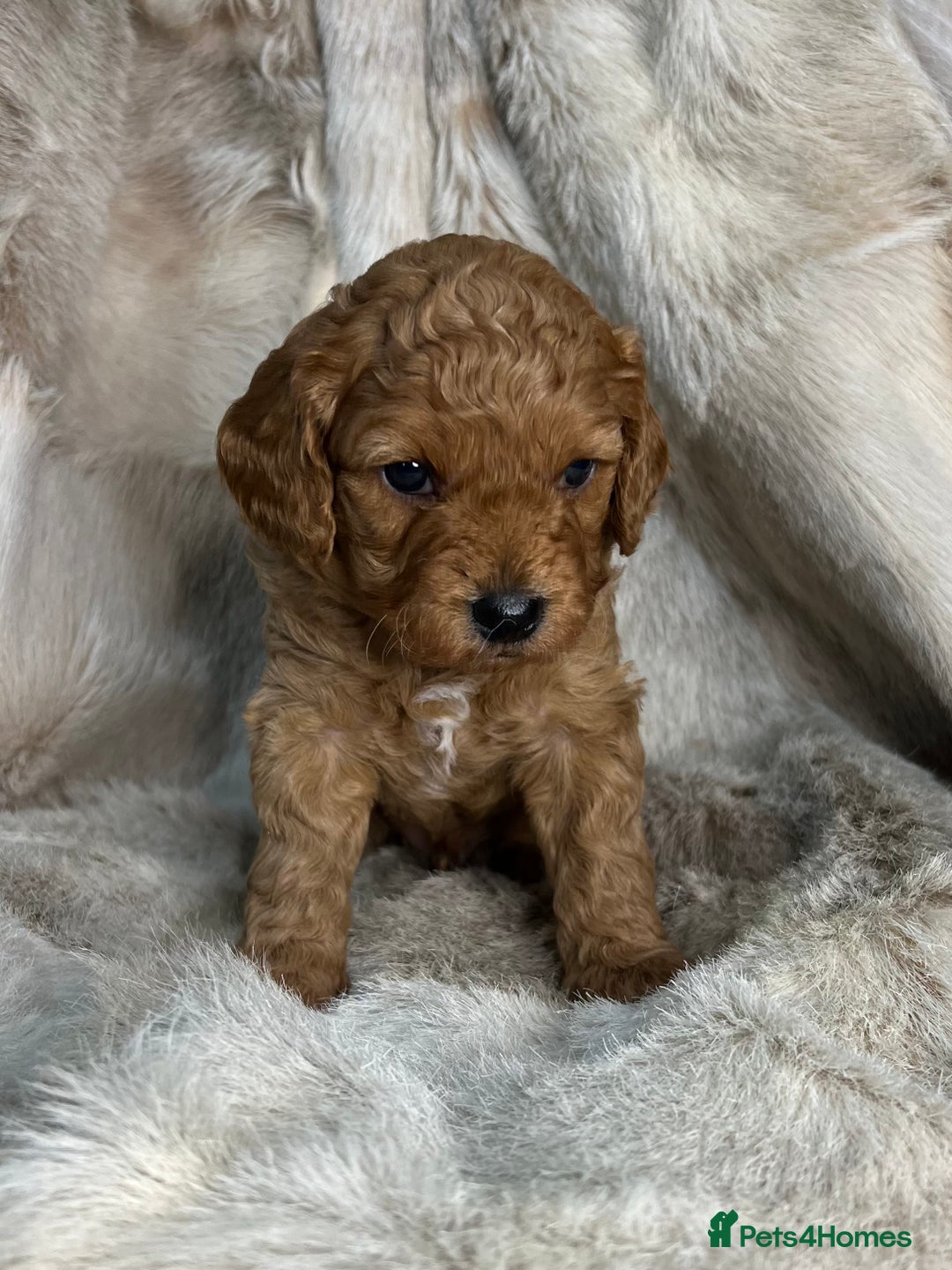 Cavapoochon dogs for sale: 5 ⭐️ LICENSED BREEDER HEALTH TESTED CAVAPOOCHONS - Advert 26