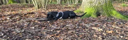 Labrador Retriever dogs for sale: Black Labrador Retriever for rehoming  - Advert 6
