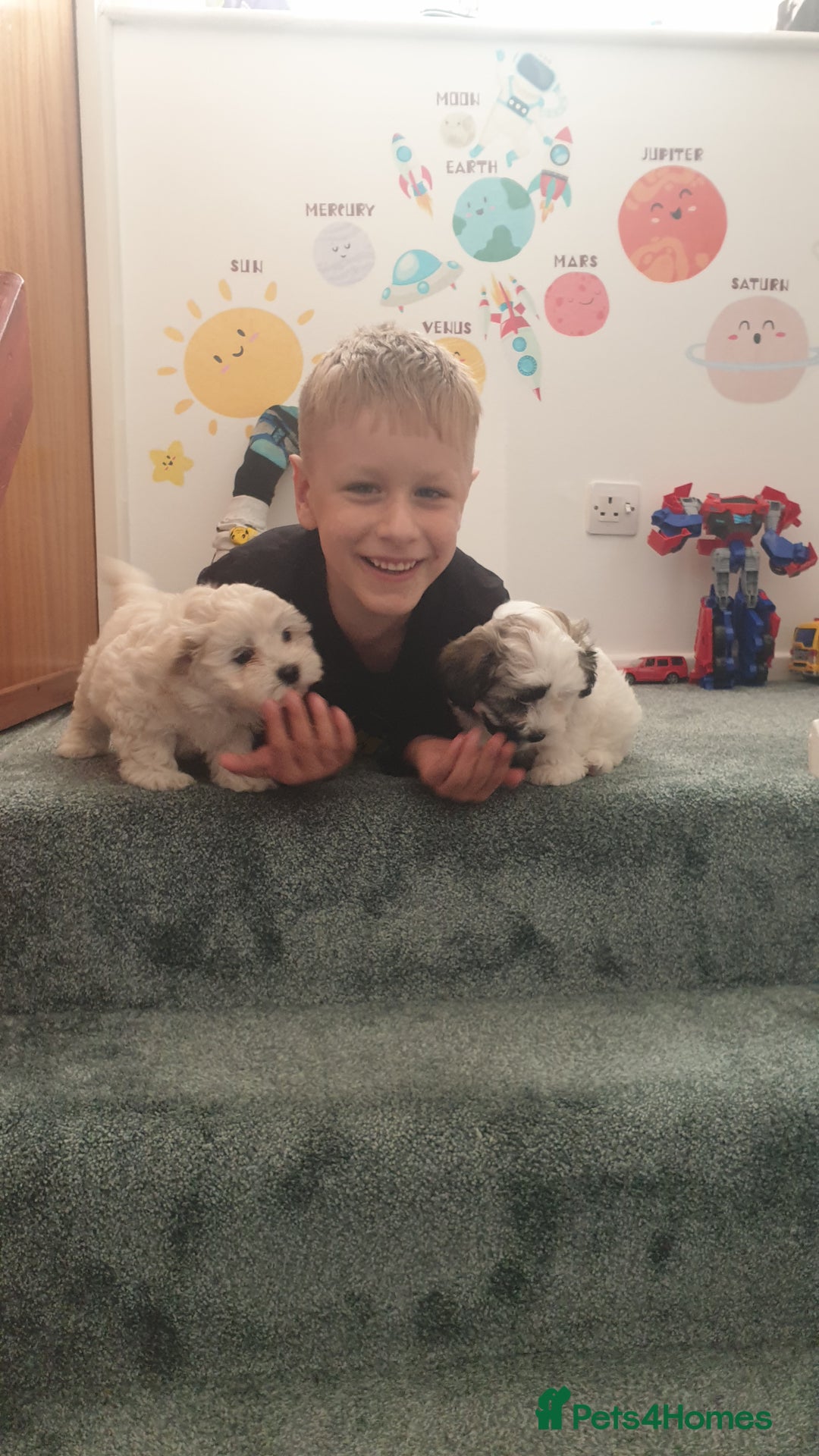 Bichon Frise dogs for sale: Bishon poppy's available  - Image 2