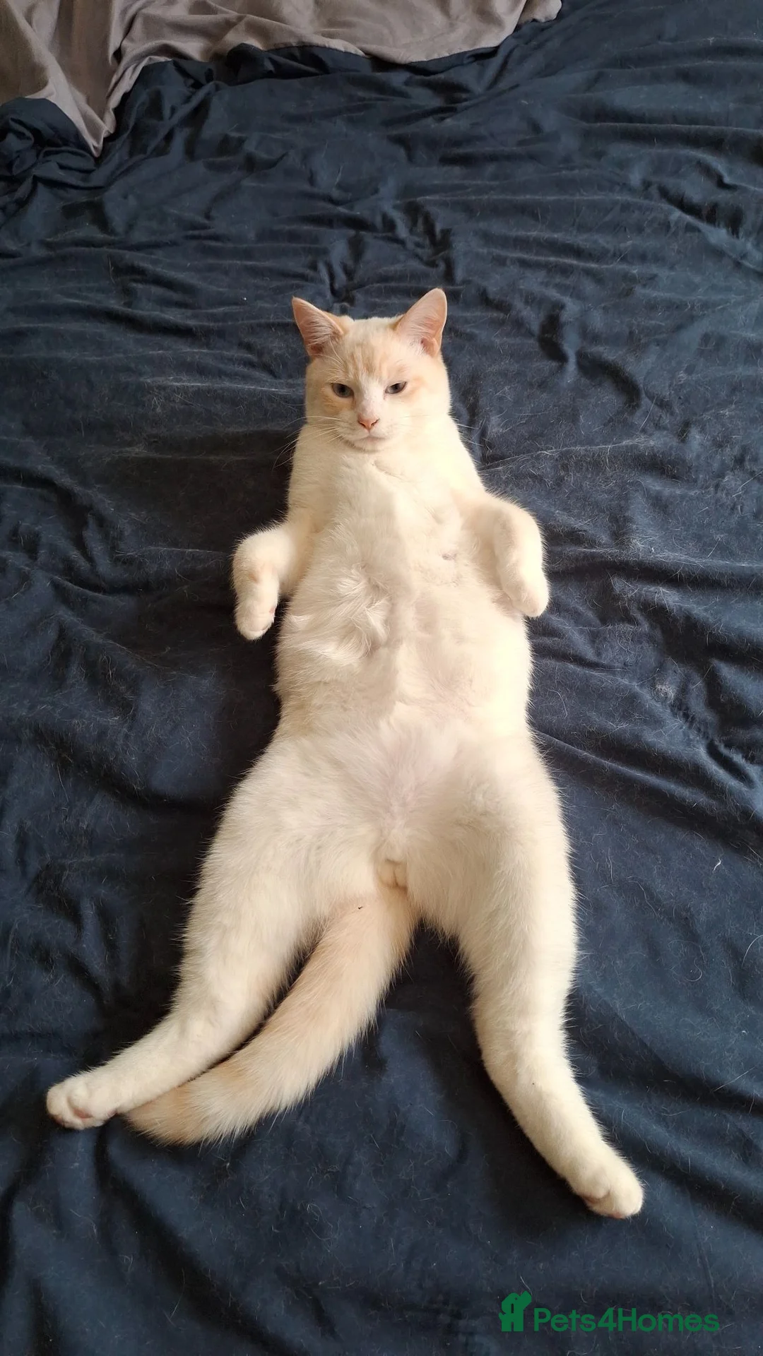 Mixed Breed cats for sale: Two gorgeous mixed - Advert 6