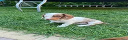 Dachshund dogs for sale: Lovely dachshunds!!! - Advert 2