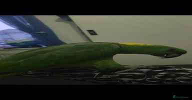 Budgerigars birds - Advert 2