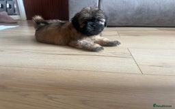 Shih Tzu dogs for sale: Shih Tzu puppy  - Image 1