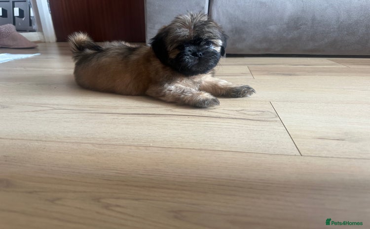 Shih Tzu dogs - Advert 2