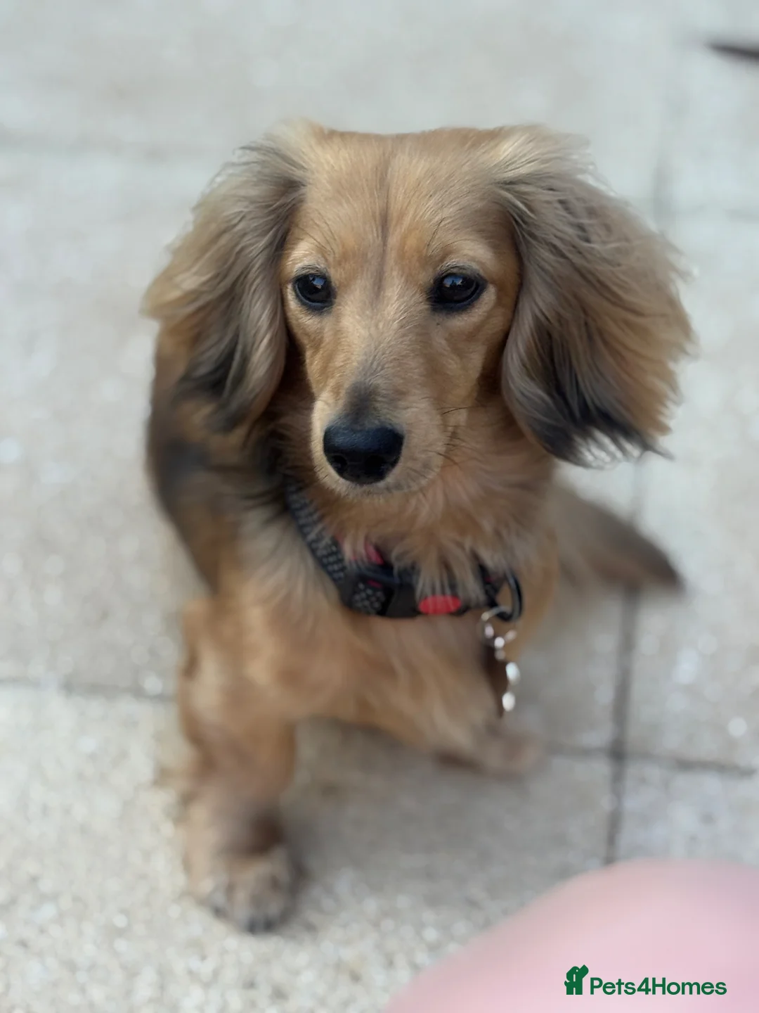 Miniature Dachshund dogs for sale: Beautiful Miniature Dachshund Puppies – Ready Soon in Stratford-upon-Avon - Advert 10