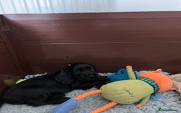 Cocker Spaniel dogs for sale: Solid black cocker spaniel puppies ready 10th Dec  - Image 10