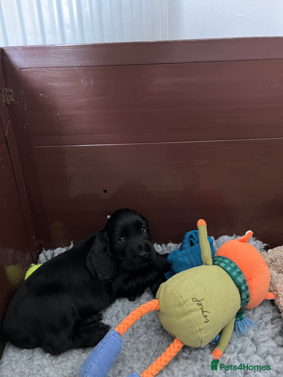 Cocker Spaniel dogs for sale: Solid black cocker spaniel puppies ready 10th Dec  - Image 10