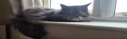 Maine Coon cats for sale: Two beautiful Maine Coon  🐾 - Advert 6