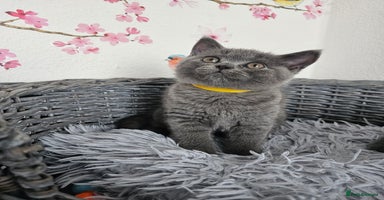 British Shorthair cats - Advert 7