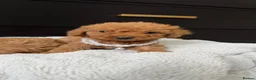 Cavapoo dogs for sale: The most beautiful Cavapoos - Advert 4