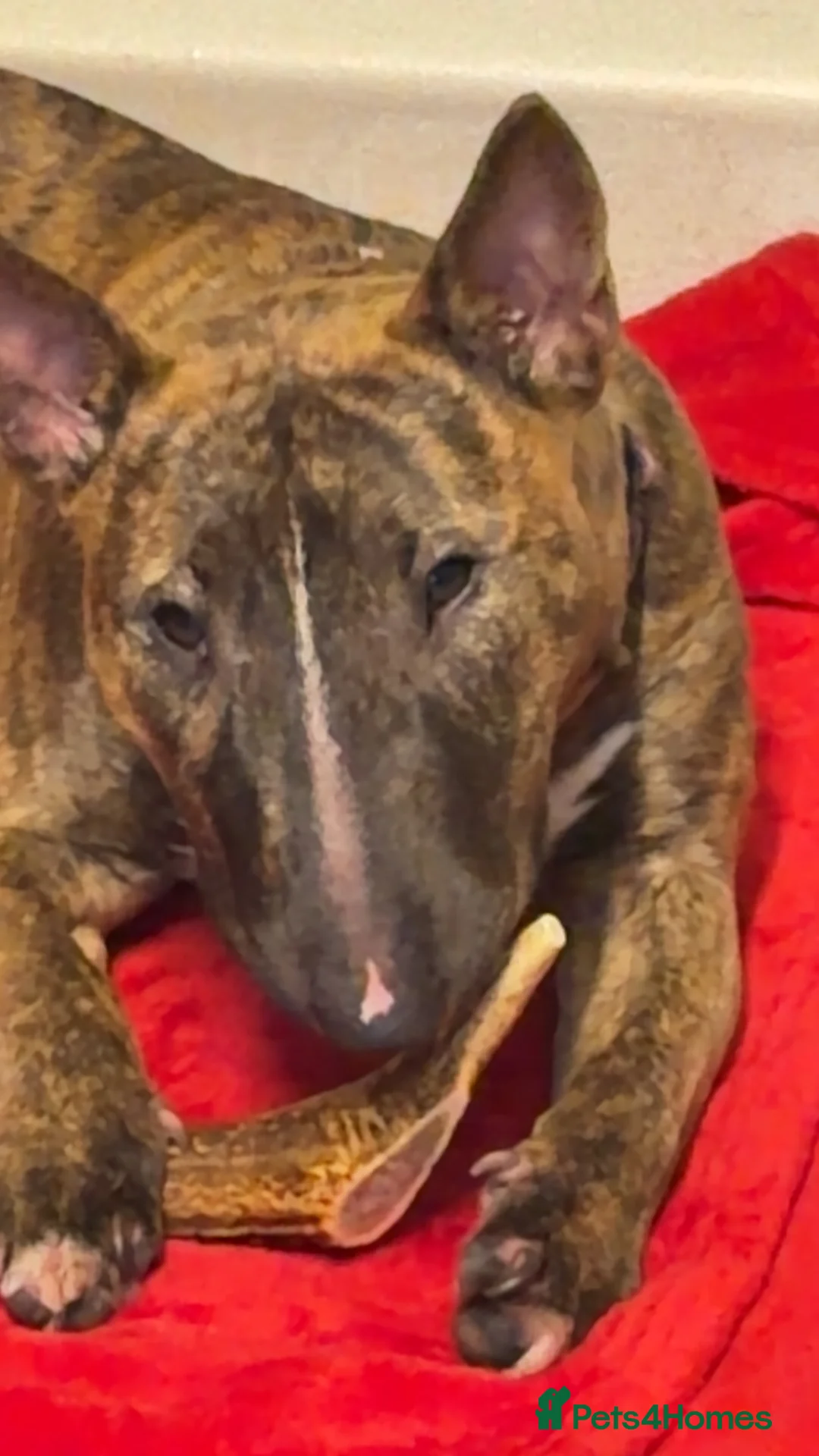 English Bull Terrier dogs for sale: Miniature English bull terrier  - Advert 1