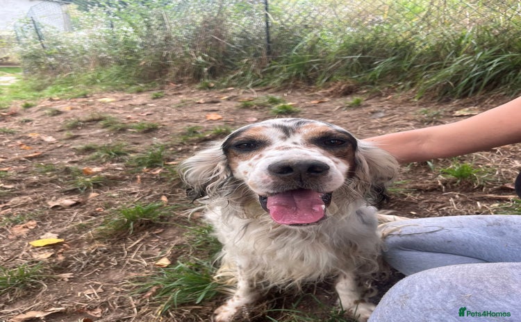 English Setter dogs - Advert 1