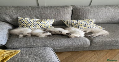 Ragdoll cats - Advert 10