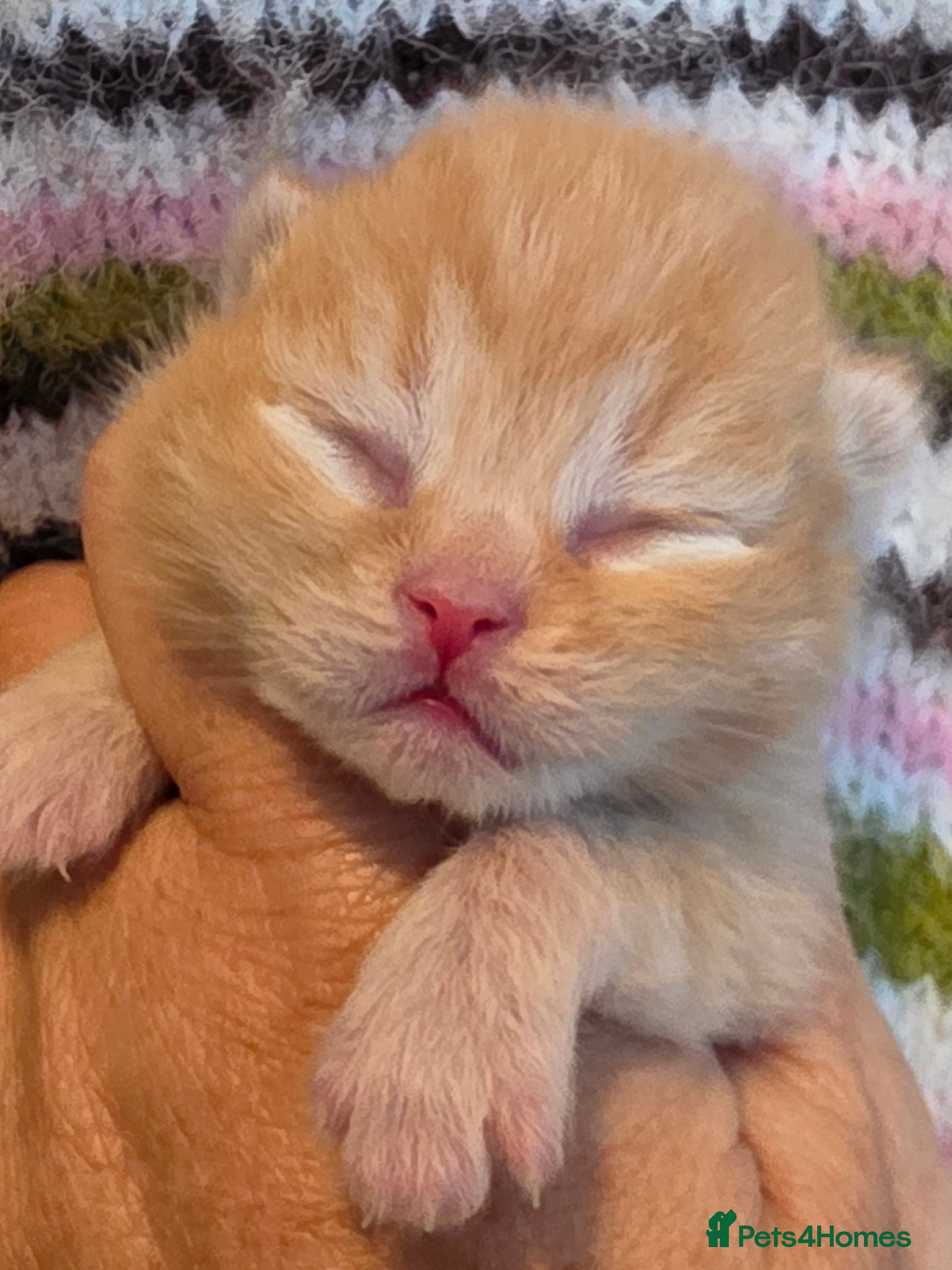 British Shorthair cats BSH and BLH TICA  reg kittens - Advert 1