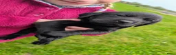 Labrador Retriever dogs for sale: Fully Health Tested/RKC Labrador Pups - Ready May - Advert 12