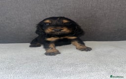 Cocker Spaniel dogs for sale: Beautiful Showtype cocker spaniels - Image 15