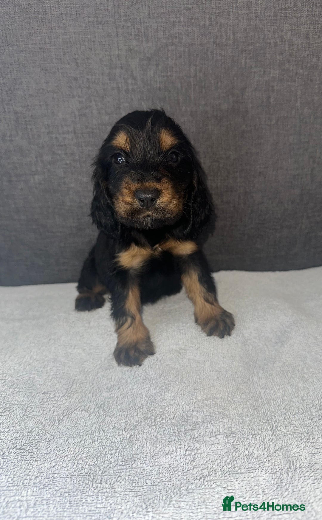 Cocker Spaniel dogs for sale: Beautiful Showtype cocker spaniels - Image 15