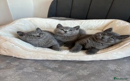 British Shorthair cats for sale: British shorthair kittens - Image 5