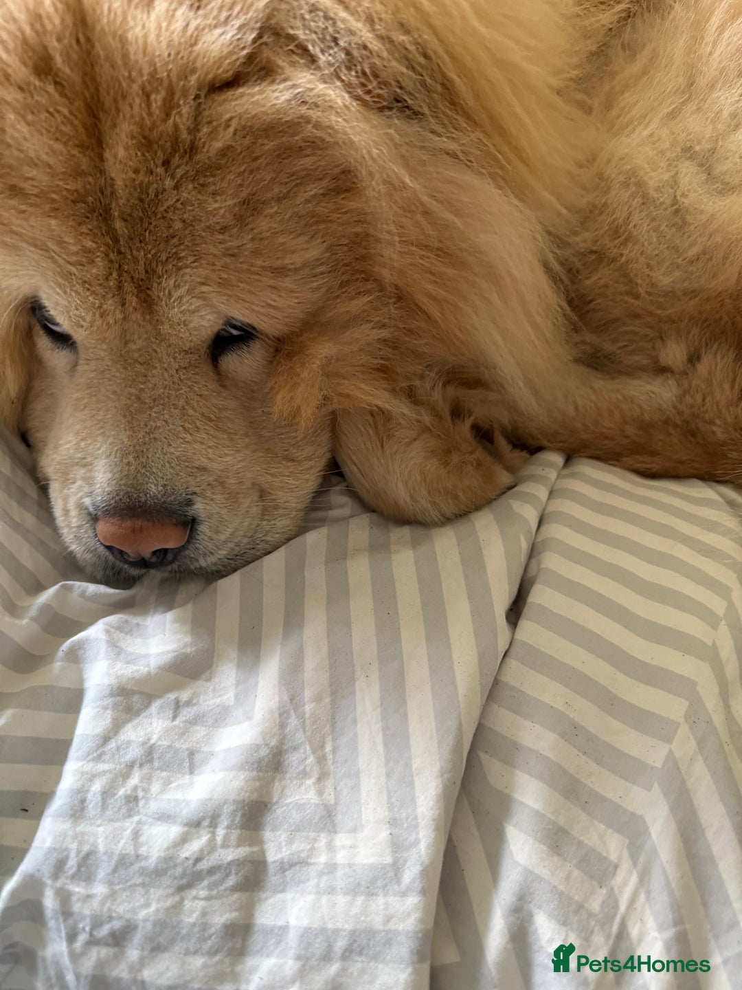 Chow Chow dogs for stud: Lion king - Advert 5