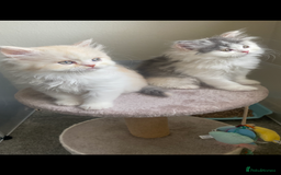 British Longhair cats for sale:  😻 BEAUTIFUL BLH 😻 2 boys READY TO LEAVE  in Milton Keynes - Image 15