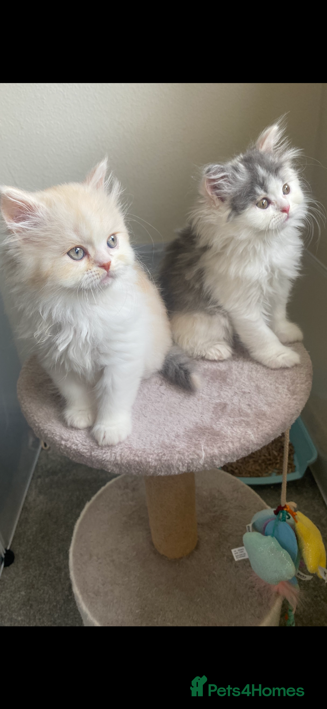 British Longhair cats for sale:  😻 BEAUTIFUL BLH 😻 2 boys READY TO LEAVE  in Milton Keynes - Image 15