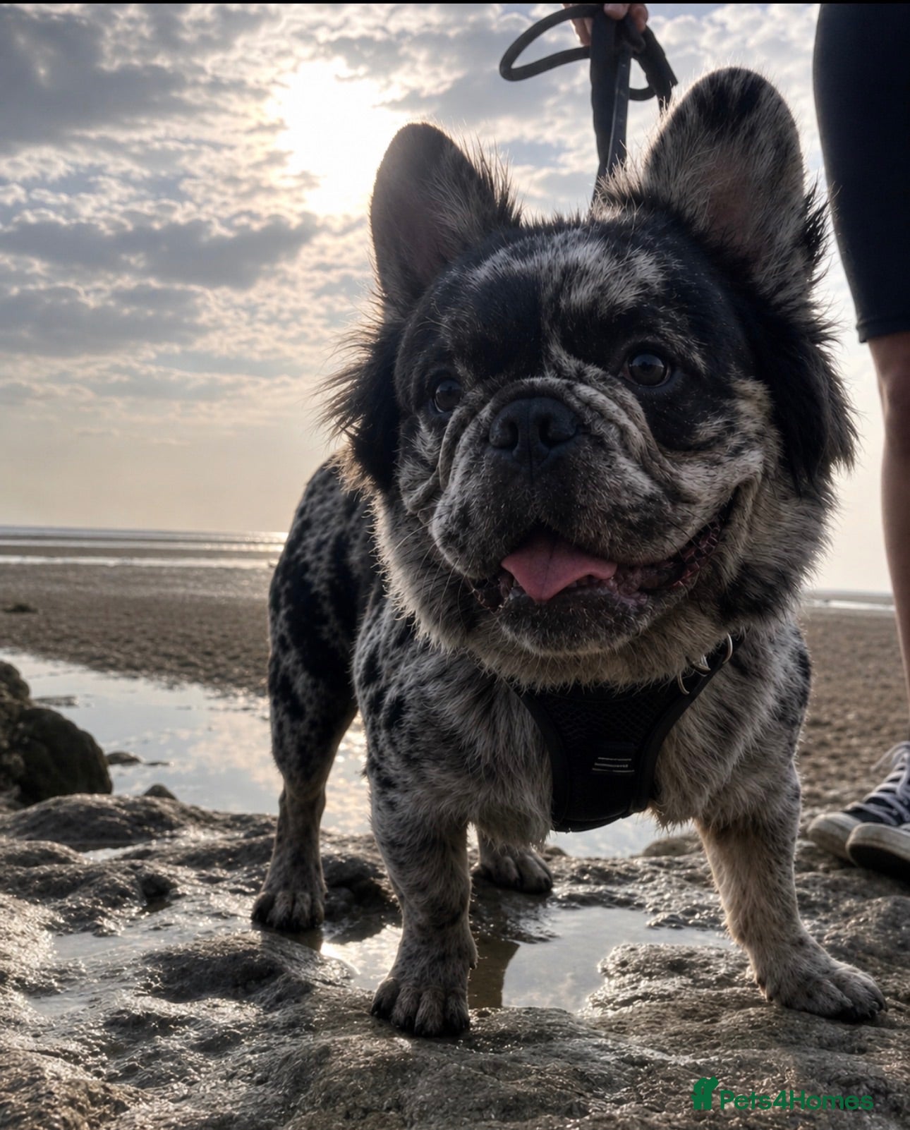 French Bulldog dogs STUD Full Fluffy Merle £300 Fee ( august offer! )  - Advert 13