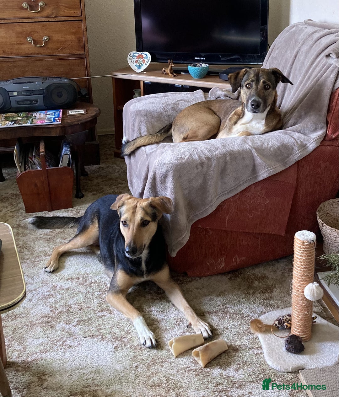 Mixed Breed dogs for sale: Very Special Mixed German Shepherd Girl (aged 3) - Image 12