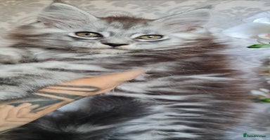 Maine Coon cats - Advert 3