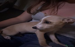 Mixed Breed dogs for sale: Dachshund crossed Jack Russell Chihuahua Puppies!  - Image 9