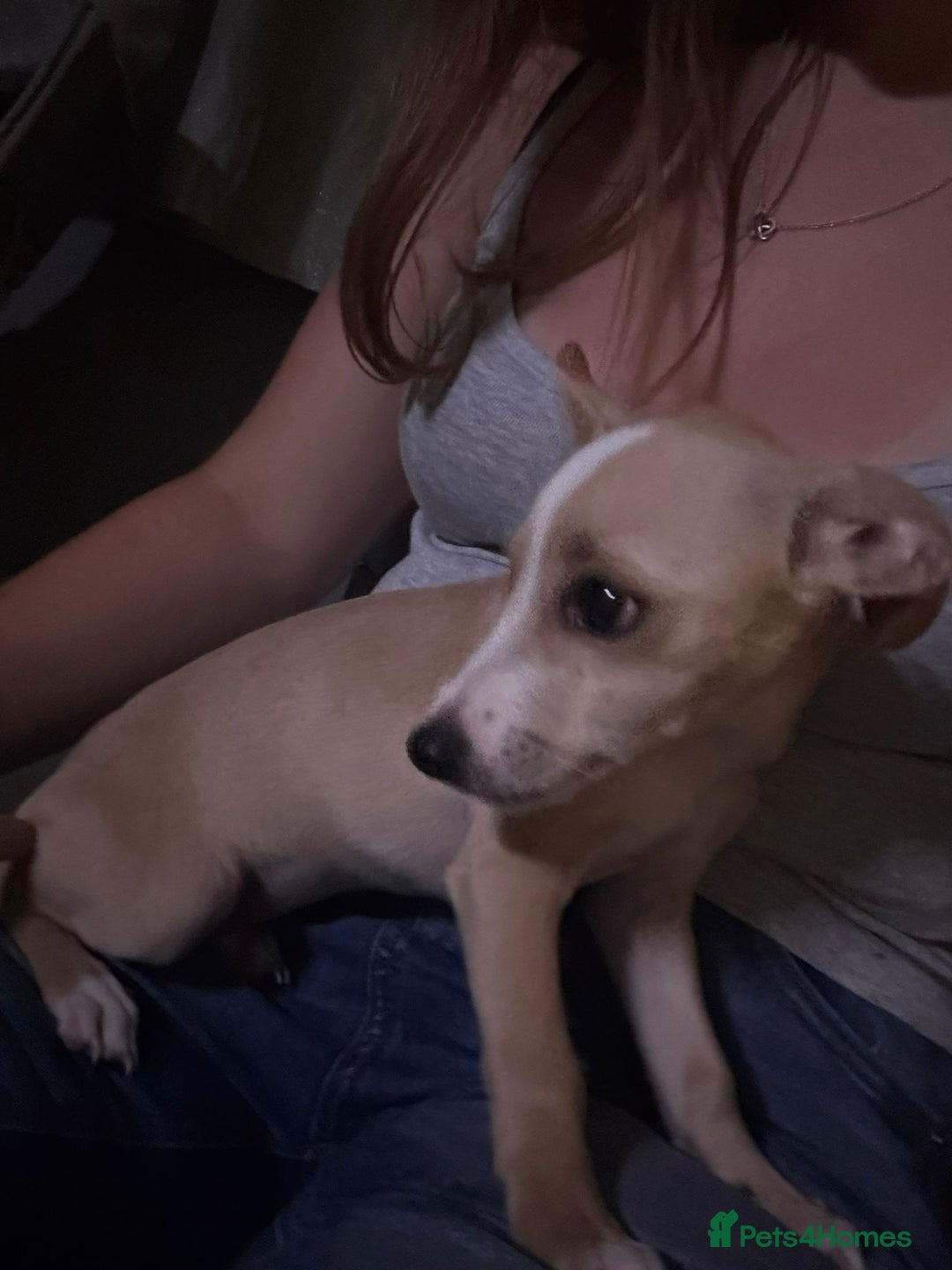 Mixed Breed dogs for sale: Dachshund crossed Jack Russell Chihuahua Puppies!  - Image 9