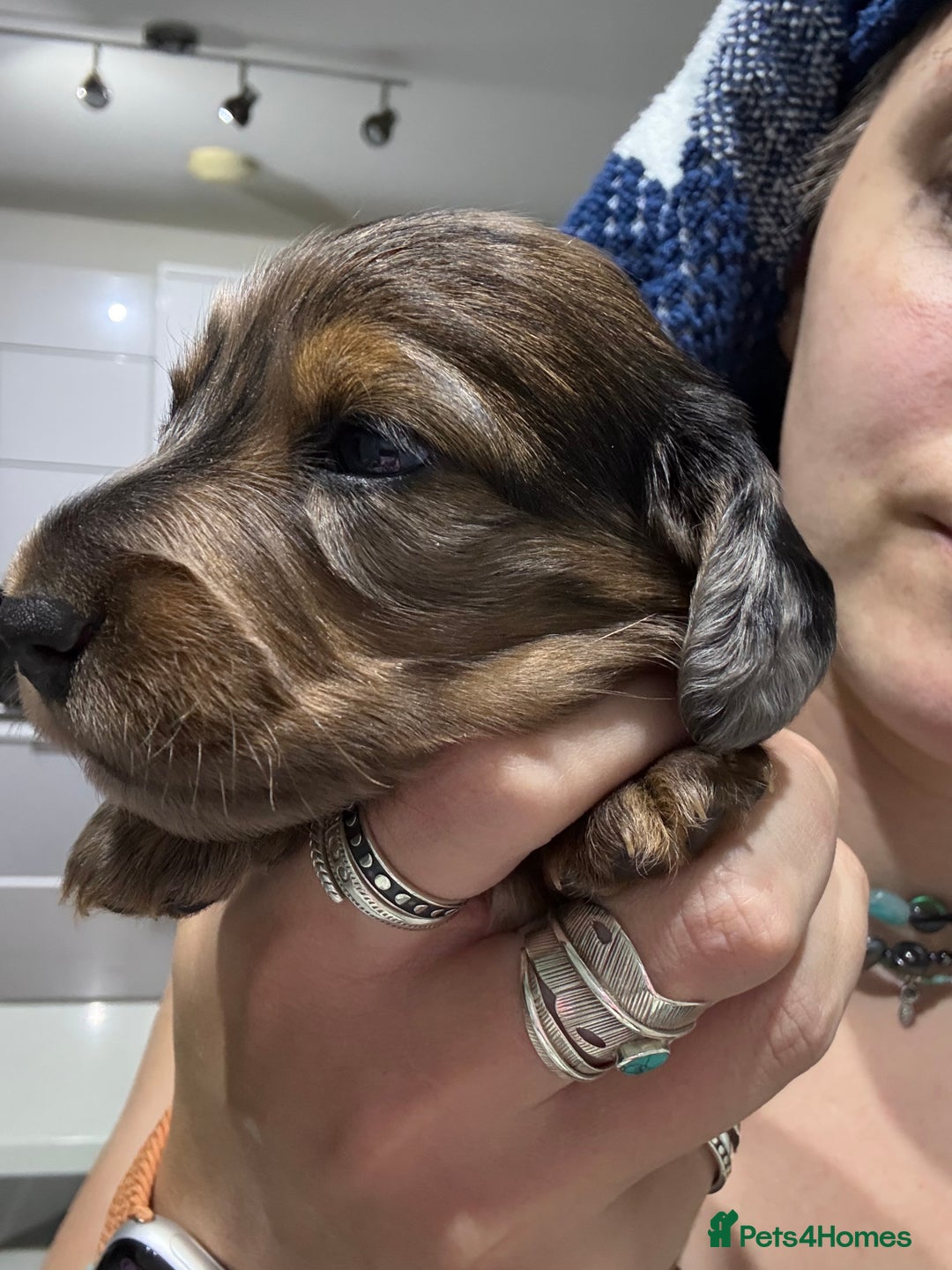 Miniature Dachshund dogs for sale: Beautiful long haired dapple girl  - Image 5