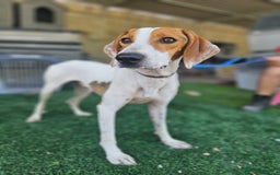 Mixed Breed dogs for adoption: FABIAN - 15 mth old, Male, Pointer type - Image 14