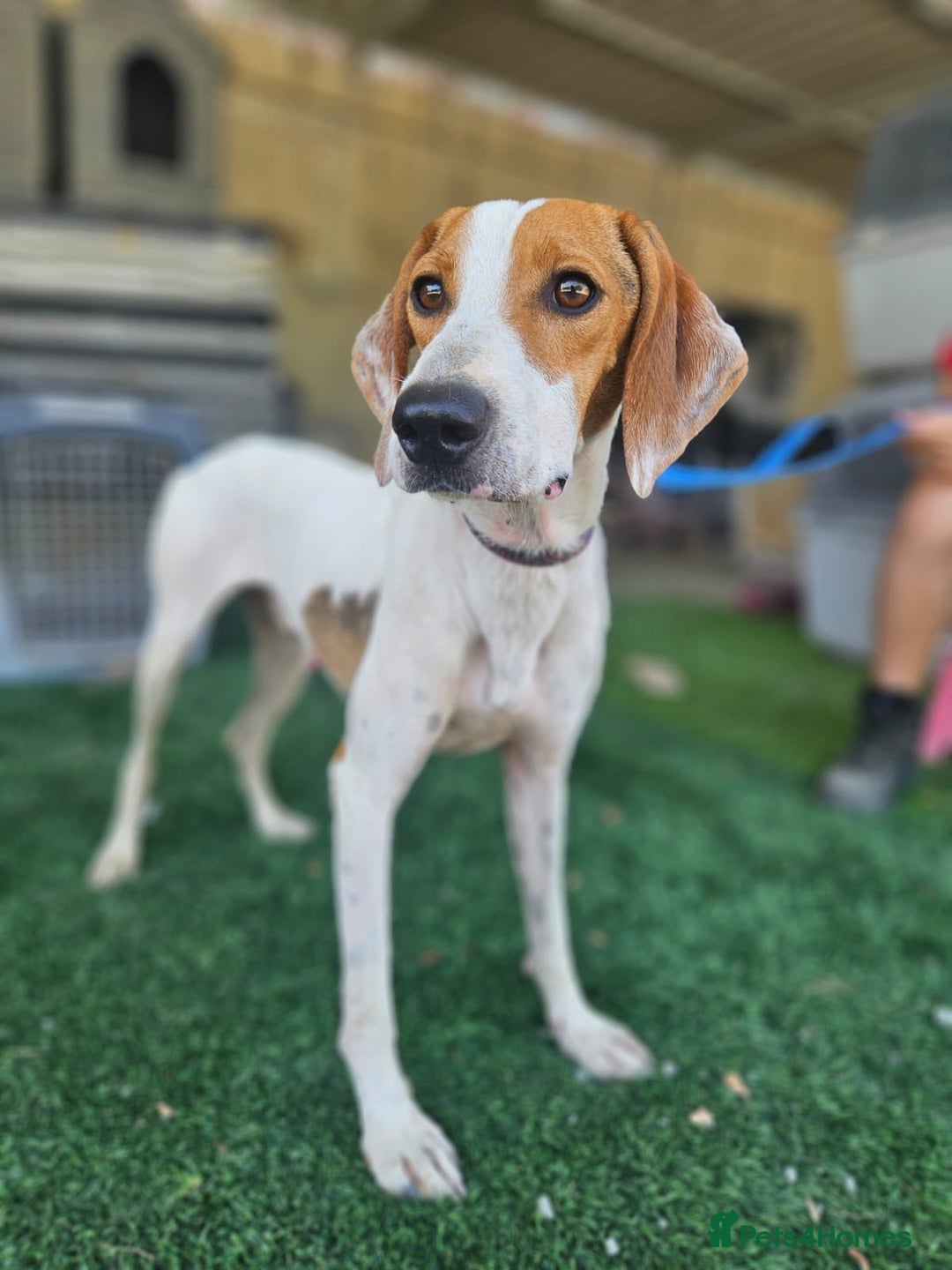 Mixed Breed dogs for adoption: FABIAN - 15 mth old, Male, Pointer type - Image 14