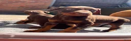Dobermann dogs for sale: KC Dobermann pups  - Advert 12