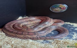 Corn Snake reptiles for sale: Cornsnake for sale  - Image 3